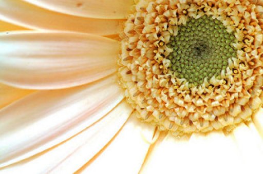 Demo Çiçek Güzellik Salonu