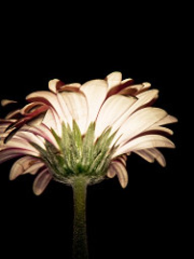 Demo Zarif Güzellik